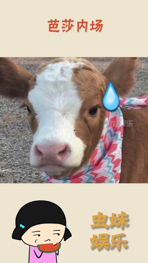 抖音吃瓜娱乐号是什么,带你领略网络八卦的魅力