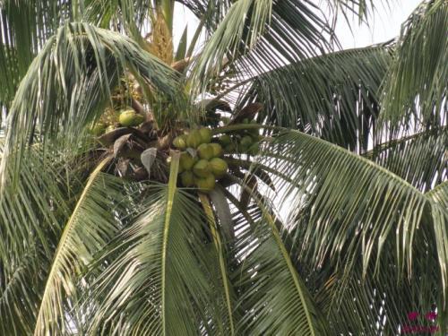 娱乐吃瓜酱椰树